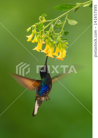 Male velvet-purple coronet feeds from yellow flower Male velvet-purple coronet feeds from yellow flower 141657895