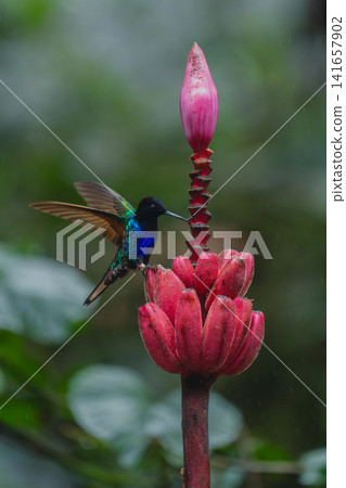 Male velvet-purple coronet halfway up banana flower Male velvet-purple coronet halfway up banana flower 141657902