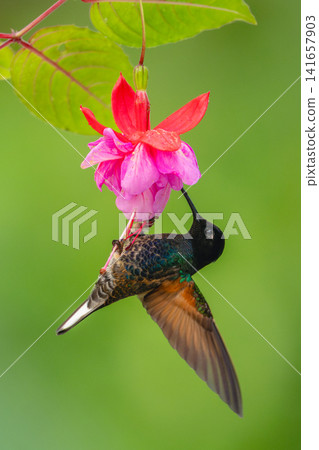 Male velvet-purple coronet hangs from purple flower Male velvet-purple coronet hangs from purple flower 141657903