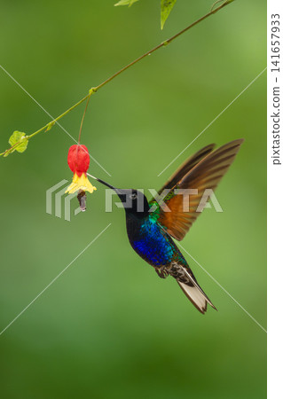 Male velvet-purple coronet raises wings licking flower Male velvet-purple coronet raises wings licking flower 141657933