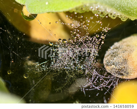 A detailed macro shot of glistening morning dew droplets packed on a spiderweb over a pond. Featuring warm golden sunlight and green leaves, perfect for pure nature background concepts. A detailed macro shot of glistening morning dew droplets packed on a spiderweb over a pond. Featuring warm golden sunlight and green leaves, perfect for pure nature background concepts. 141658059
