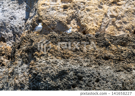 Two seagulls perched on rugged volcanic rock formations by the sea on a sunny day Two seagulls perched on rugged volcanic rock formations by the sea on a sunny day 141658227
