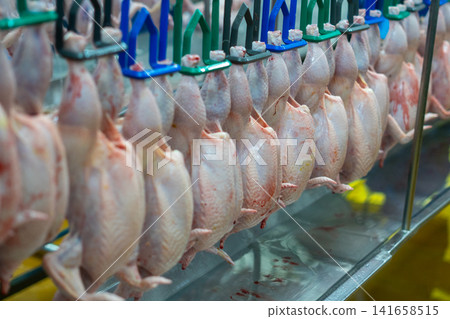 Fresh Whole Chickens Hanging on Processing Line in Poultry Processing Facility Fresh Whole Chickens Hanging on Processing Line in Poultry Processing Facility 141658515