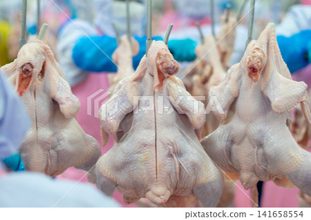 Fresh Whole Chickens Hanging on Processing Line in Poultry Processing Facility Fresh Whole Chickens Hanging on Processing Line in Poultry Processing Facility 141658554