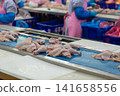 Fresh Whole Chickens Hanging on Processing Line in Poultry Processing Facility 141658556