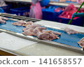 Fresh Whole Chickens Hanging on Processing Line in Poultry Processing Facility 141658557