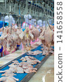Fresh Whole Chickens Hanging on Processing Line in Poultry Processing Facility 141658558