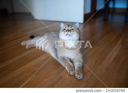 Curious golden cat: British Shorthair kitten looking up with interest on wooden floor Curious golden cat: British Shorthair kitten looking up with interest on wooden floor 141658744