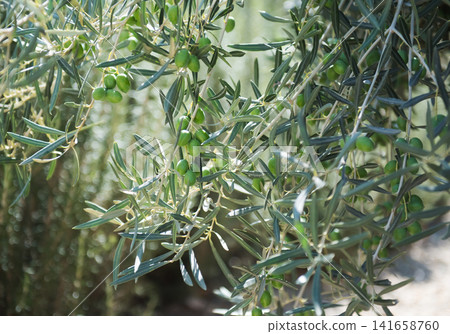 Green Olives Tree Green Olives Tree 141658760