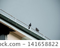 Two pigeons perched on the edge of a rooftop under a dramatic cloudy sky. Urban wildlife scene with birds resting on a building roof before the rain. 141658822