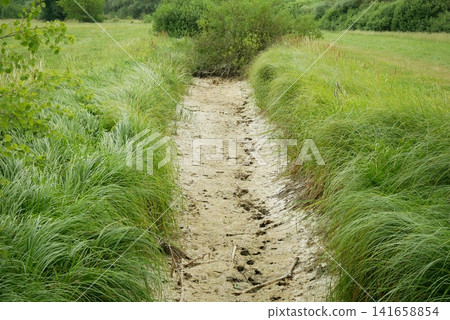 Drought affected wetland, dry seasonal degraded marsh, freshwater ecosystem water scarcity, climate change, reduced rainfall, high temperatures, and water diversion for agriculture or urban Drought affected wetland, dry seasonal degraded marsh, freshwater ecosystem water scarcity, climate change, reduced rainfall, high temperatures, and water diversion for agriculture or urban 141658854
