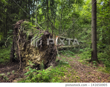 Ancient tree stands twisted, roots exposed in earth. The aftermath of the storm in the park. 141658905