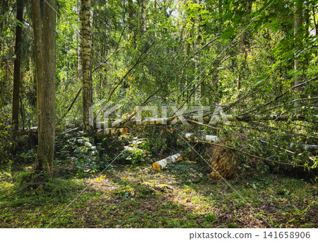 a path filled with trees after a hurricane a path filled with trees after a hurricane 141658906