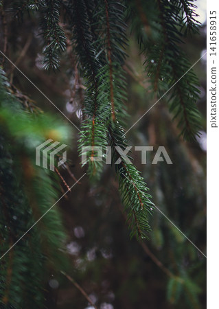Deep coniferous forest in the mountains. Pine tree branches with raindrops close up. Carpathian mountains landscape after the rain. Pine tree woodland. Autumn forest scenery. Wild national park. Deep coniferous forest in the mountains. Pine tree branches with raindrops close up. Carpathian mountains landscape after the rain. Pine tree woodland. Autumn forest scenery. Wild national park. 141658915