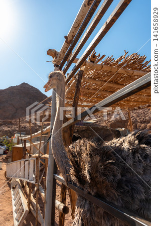 An ostrich stands in a mountainous area, showcasing its large body and long neck. The background features rocky terrain and sparse vegetation. An ostrich stands in a mountainous area, showcasing its large body and long neck. The background features rocky terrain and sparse vegetation. 141658929