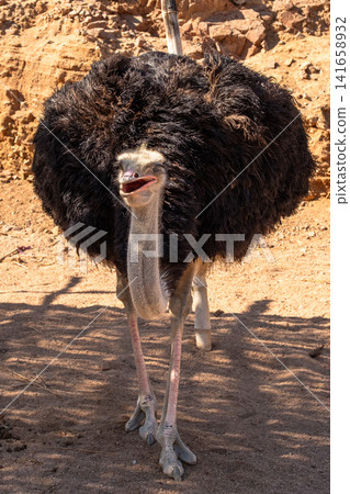 An ostrich stands in a mountainous area, showcasing its large body and long neck. The background features rocky terrain and sparse vegetation. An ostrich stands in a mountainous area, showcasing its large body and long neck. The background features rocky terrain and sparse vegetation. 141658932