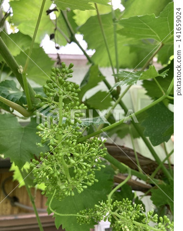 葡萄 葡萄 141659024