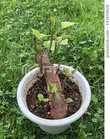 Sweet potato sprouting bonsai Sweet potato sprouting bonsai 141659026