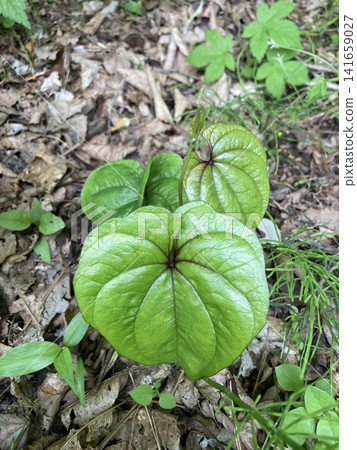 Nagaimo (Japanese yam), wild yam, sprouting Nagaimo (Japanese yam), wild yam, sprouting 141659027
