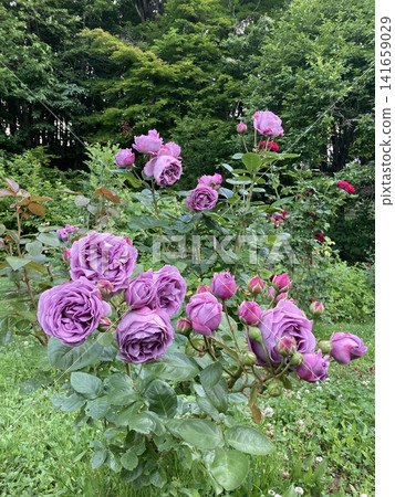 盛開的「藍河」玫瑰 盛開的「藍河」玫瑰 141659029