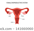 Female reproductive system anatomy. Medical structure of internal organ. Educational information poster. Vector illustration in flat style. 141660060