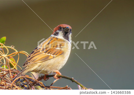 A close-up of a cute sparrow perched on a branch. A close-up of a cute sparrow perched on a branch. 141660386