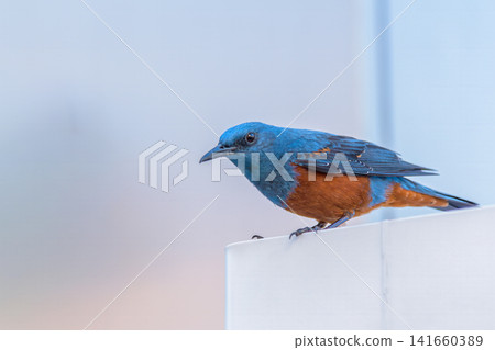 A male Blue Rock Thrush. A wild bird with beautiful blue and reddish-brown feathers. A male Blue Rock Thrush. A wild bird with beautiful blue and reddish-brown feathers. 141660389