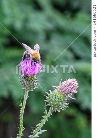 Macro bumblebee Bombus lucorum on flower burdock Macro bumblebee Bombus lucorum on flower burdock 141660521