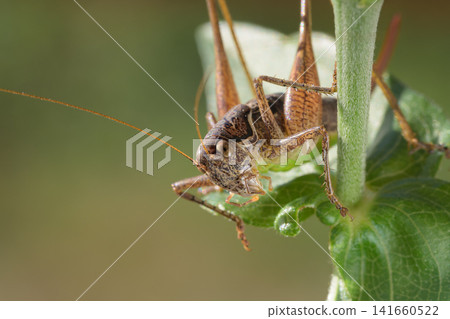 grasshopper on a flower 141660522