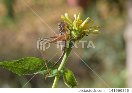 grasshopper on a flower grasshopper on a flower 141660526