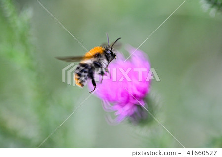 Macro bumblebee in flight Bombus lucorum on flower burdock Macro bumblebee in flight Bombus lucorum on flower burdock 141660527