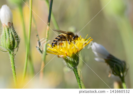 The bee perched on a vibrant dandelion flower with soft green bokeh background The bee perched on a vibrant dandelion flower with soft green bokeh background 141660532