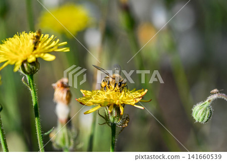 Macro photograph of a single honey bee collecting pollen on a bright yellow dandelion bloom Macro photograph of a single honey bee collecting pollen on a bright yellow dandelion bloom 141660539