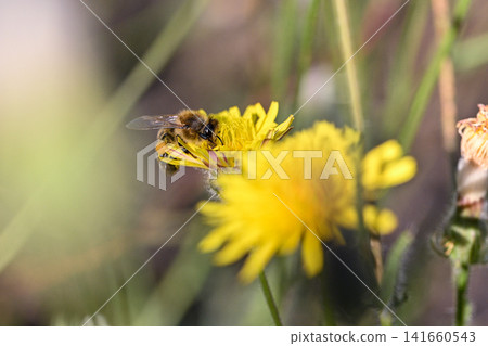 Honey bee covered with yellow pollen collecting nectar Honey bee covered with yellow pollen collecting nectar 141660543