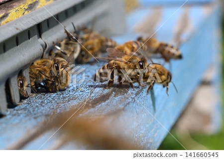 Honey bees entering beehive entrance (Apis mellifera) Honey bees entering beehive entrance (Apis mellifera) 141660545