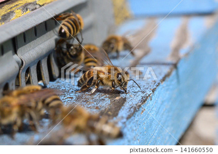 bees on a beehive bees on a beehive 141660550