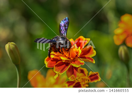 Metallic Black Carpenter Bee polinating Metallic Black Carpenter Bee polinating 141660555