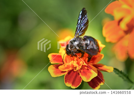 Metallic Black Carpenter Bee polinating Metallic Black Carpenter Bee polinating 141660558