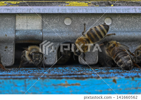Bees at entrance to bee hive box Bees at entrance to bee hive box 141660562