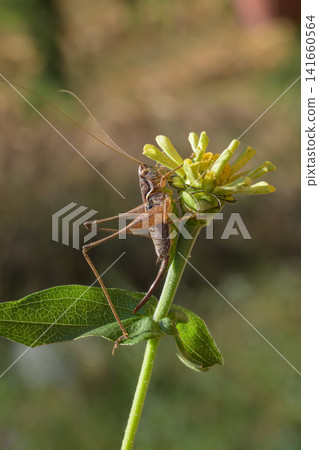 grasshopper on a flower grasshopper on a flower 141660564
