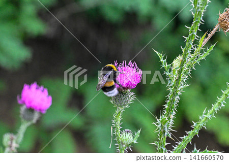 Macro bumblebee Bombus lucorum on flower burdock Macro bumblebee Bombus lucorum on flower burdock 141660570