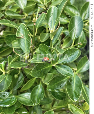 Ladybug on green leaves with water drops Ladybug on green leaves with water drops 141660581