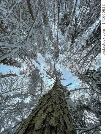 Upward view of conifer trunk and snow laden canopy in winter woodland Upward view of conifer trunk and snow laden canopy in winter woodland 141660638