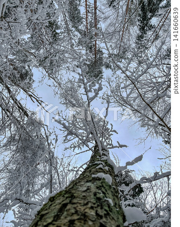 Upward view of snow laden conifers and lichen mottled trunk in winter Upward view of snow laden conifers and lichen mottled trunk in winter 141660639