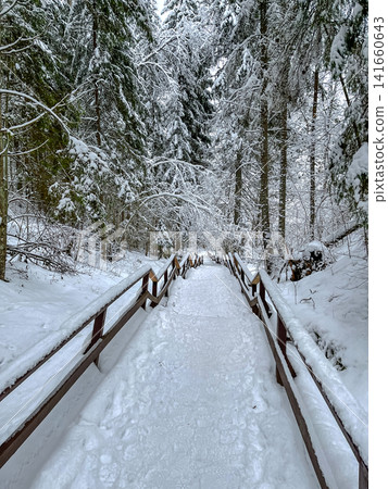 Snowy wooden walkway descending through fir and spruce forest Snowy wooden walkway descending through fir and spruce forest 141660643