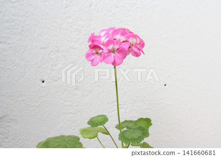 Solitary Pink Geranium Bloom Against a White Wall 141660681