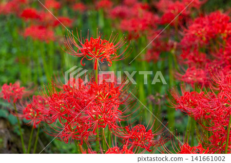 red spider lily red spider lily 141661002