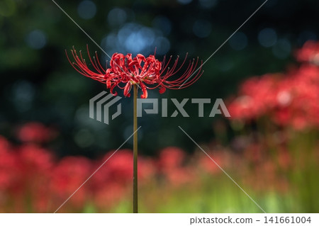 red spider lily red spider lily 141661004