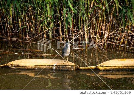 A young Sasagoi (a type of heron) on the Shinano River's Yasuragi Embankment. A young Sasagoi (a type of heron) on the Shinano River's Yasuragi Embankment. 141661109