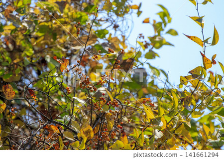 Orange berries of Celastrus orbiculatus in a forest of autumn leaves Orange berries of Celastrus orbiculatus in a forest of autumn leaves 141661294